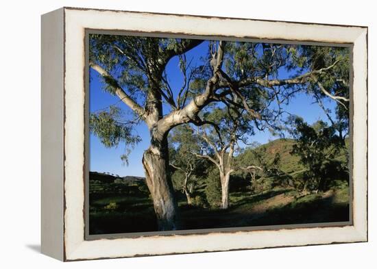 Eucalyptus Forest in Parachilna Gorge-Paul Souders-Framed Premier Image Canvas