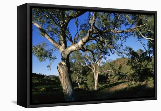 Eucalyptus Forest in Parachilna Gorge-Paul Souders-Framed Premier Image Canvas