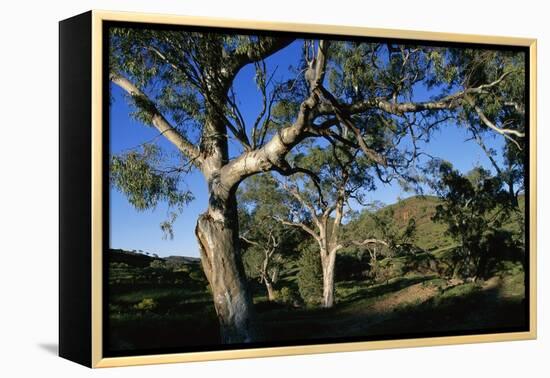 Eucalyptus Forest in Parachilna Gorge-Paul Souders-Framed Premier Image Canvas