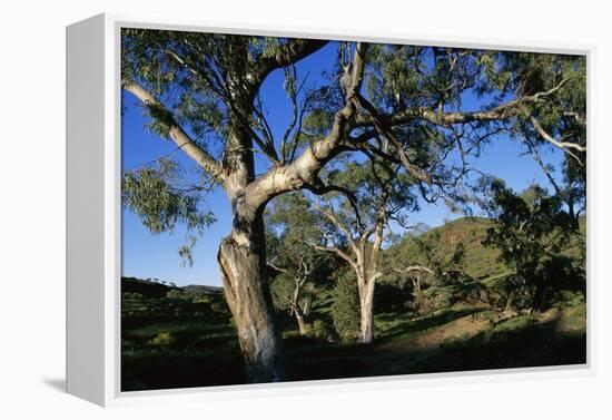 Eucalyptus Forest in Parachilna Gorge-Paul Souders-Framed Premier Image Canvas