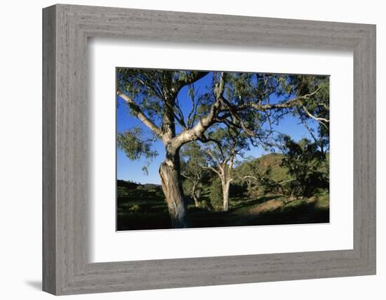 Eucalyptus Forest in Parachilna Gorge-Paul Souders-Framed Photographic Print