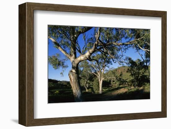 Eucalyptus Forest in Parachilna Gorge-Paul Souders-Framed Photographic Print