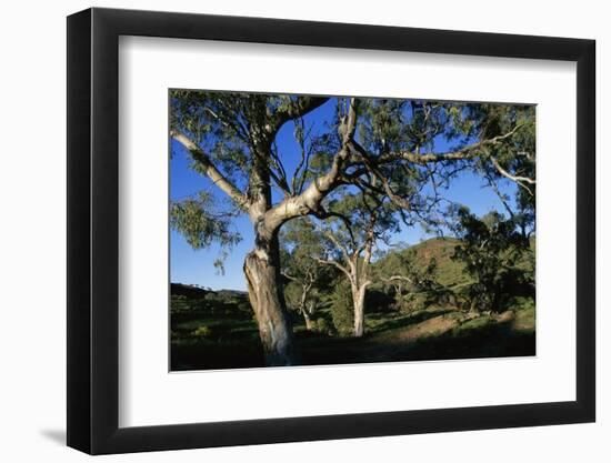 Eucalyptus Forest in Parachilna Gorge-Paul Souders-Framed Photographic Print