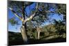 Eucalyptus Forest in Parachilna Gorge-Paul Souders-Mounted Photographic Print