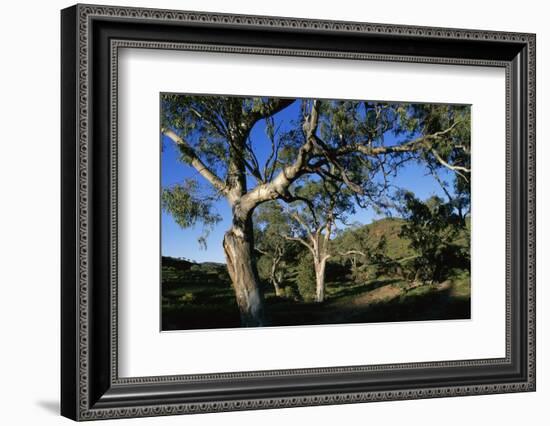 Eucalyptus Forest in Parachilna Gorge-Paul Souders-Framed Photographic Print