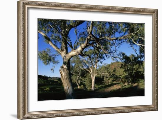 Eucalyptus Forest in Parachilna Gorge-Paul Souders-Framed Photographic Print