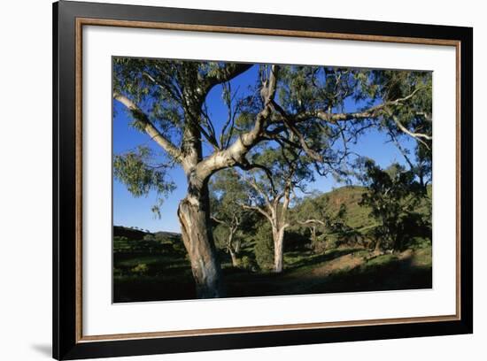 Eucalyptus Forest in Parachilna Gorge-Paul Souders-Framed Photographic Print