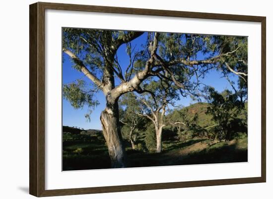 Eucalyptus Forest in Parachilna Gorge-Paul Souders-Framed Photographic Print