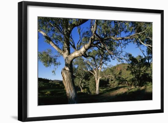 Eucalyptus Forest in Parachilna Gorge-Paul Souders-Framed Photographic Print