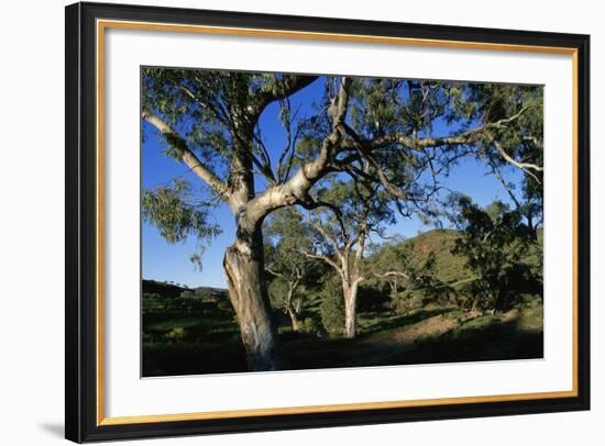 Eucalyptus Forest in Parachilna Gorge-Paul Souders-Framed Photographic Print