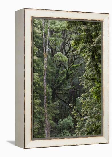 Eucalyptus Forest with Epiphytes, Great Otway National Park, Victoria, Australia-Martin Zwick-Framed Premier Image Canvas