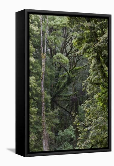 Eucalyptus Forest with Epiphytes, Great Otway National Park, Victoria, Australia-Martin Zwick-Framed Premier Image Canvas