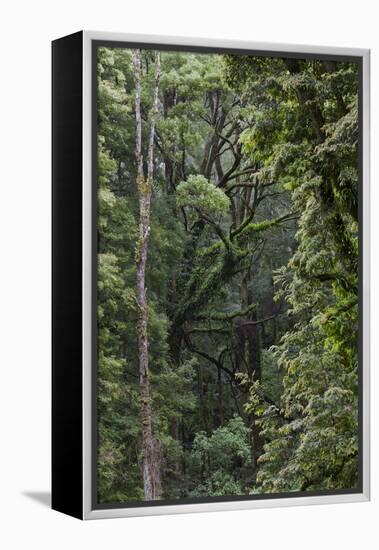 Eucalyptus Forest with Epiphytes, Great Otway National Park, Victoria, Australia-Martin Zwick-Framed Premier Image Canvas