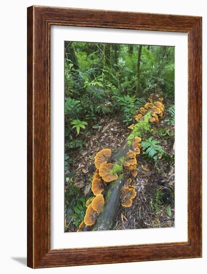 Eucalyptus Forest with Epiphytes, Great Otway National Park, Victoria, Australia-Martin Zwick-Framed Photographic Print