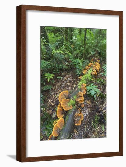 Eucalyptus Forest with Epiphytes, Great Otway National Park, Victoria, Australia-Martin Zwick-Framed Photographic Print