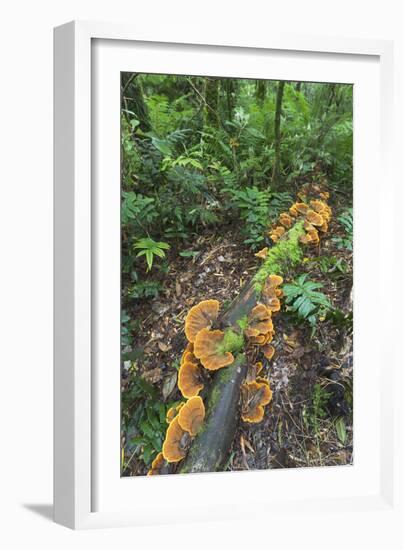 Eucalyptus Forest with Epiphytes, Great Otway National Park, Victoria, Australia-Martin Zwick-Framed Photographic Print