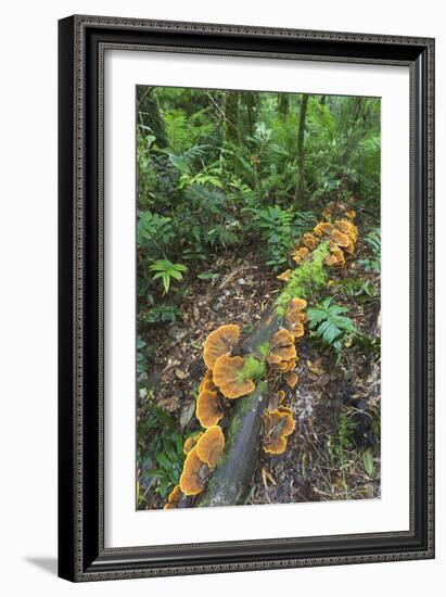 Eucalyptus Forest with Epiphytes, Great Otway National Park, Victoria, Australia-Martin Zwick-Framed Photographic Print