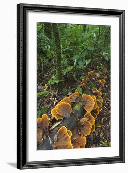 Eucalyptus Forest with Epiphytes, Great Otway National Park, Victoria, Australia-Martin Zwick-Framed Photographic Print