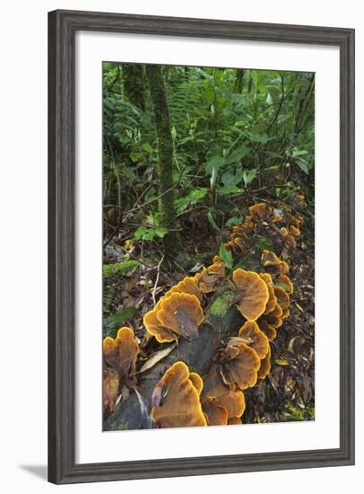 Eucalyptus Forest with Epiphytes, Great Otway National Park, Victoria, Australia-Martin Zwick-Framed Photographic Print