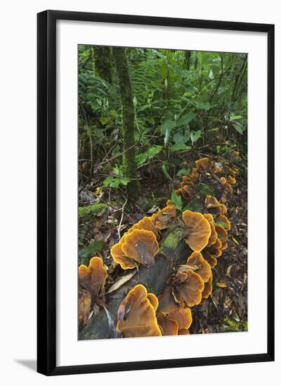 Eucalyptus Forest with Epiphytes, Great Otway National Park, Victoria, Australia-Martin Zwick-Framed Photographic Print