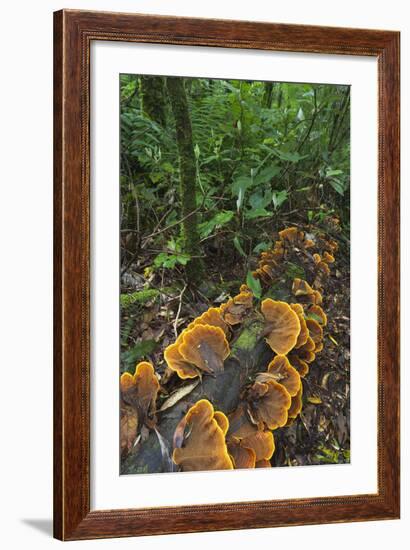 Eucalyptus Forest with Epiphytes, Great Otway National Park, Victoria, Australia-Martin Zwick-Framed Photographic Print