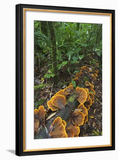 Eucalyptus Forest with Epiphytes, Great Otway National Park, Victoria, Australia-Martin Zwick-Framed Photographic Print