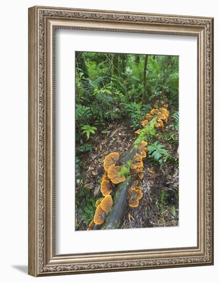 Eucalyptus Forest with Epiphytes, Great Otway National Park, Victoria, Australia-Martin Zwick-Framed Photographic Print