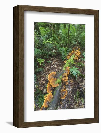 Eucalyptus Forest with Epiphytes, Great Otway National Park, Victoria, Australia-Martin Zwick-Framed Photographic Print