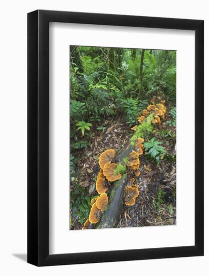 Eucalyptus Forest with Epiphytes, Great Otway National Park, Victoria, Australia-Martin Zwick-Framed Photographic Print