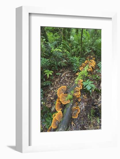 Eucalyptus Forest with Epiphytes, Great Otway National Park, Victoria, Australia-Martin Zwick-Framed Photographic Print