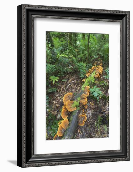 Eucalyptus Forest with Epiphytes, Great Otway National Park, Victoria, Australia-Martin Zwick-Framed Photographic Print