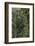 Eucalyptus Forest with Epiphytes, Great Otway National Park, Victoria, Australia-Martin Zwick-Framed Photographic Print