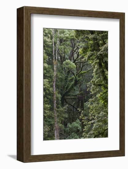 Eucalyptus Forest with Epiphytes, Great Otway National Park, Victoria, Australia-Martin Zwick-Framed Photographic Print