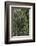 Eucalyptus Forest with Epiphytes, Great Otway National Park, Victoria, Australia-Martin Zwick-Framed Photographic Print