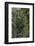 Eucalyptus Forest with Epiphytes, Great Otway National Park, Victoria, Australia-Martin Zwick-Framed Photographic Print