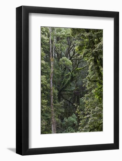 Eucalyptus Forest with Epiphytes, Great Otway National Park, Victoria, Australia-Martin Zwick-Framed Photographic Print