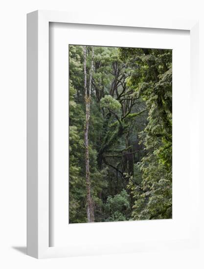 Eucalyptus Forest with Epiphytes, Great Otway National Park, Victoria, Australia-Martin Zwick-Framed Photographic Print