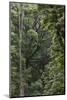 Eucalyptus Forest with Epiphytes, Great Otway National Park, Victoria, Australia-Martin Zwick-Mounted Photographic Print