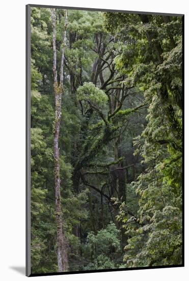 Eucalyptus Forest with Epiphytes, Great Otway National Park, Victoria, Australia-Martin Zwick-Mounted Photographic Print