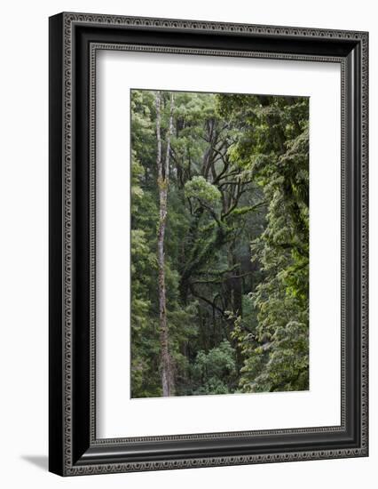 Eucalyptus Forest with Epiphytes, Great Otway National Park, Victoria, Australia-Martin Zwick-Framed Photographic Print