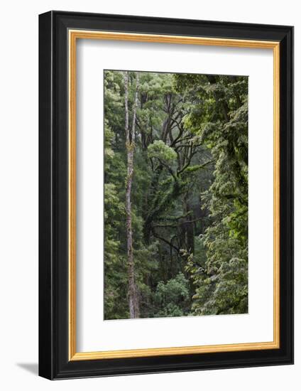 Eucalyptus Forest with Epiphytes, Great Otway National Park, Victoria, Australia-Martin Zwick-Framed Photographic Print