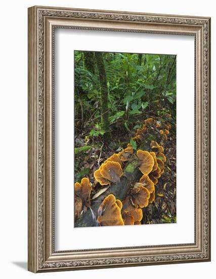 Eucalyptus Forest with Epiphytes, Great Otway National Park, Victoria, Australia-Martin Zwick-Framed Photographic Print