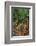 Eucalyptus Forest with Epiphytes, Great Otway National Park, Victoria, Australia-Martin Zwick-Framed Photographic Print