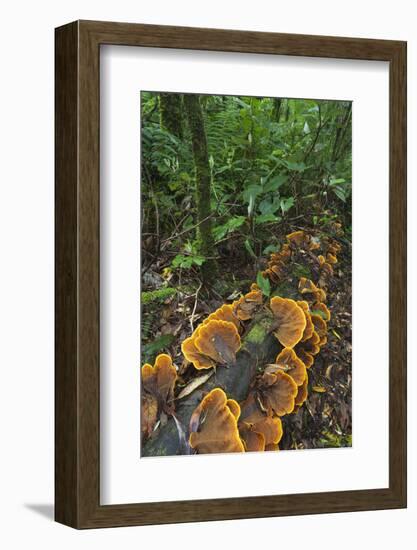 Eucalyptus Forest with Epiphytes, Great Otway National Park, Victoria, Australia-Martin Zwick-Framed Photographic Print