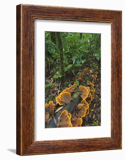 Eucalyptus Forest with Epiphytes, Great Otway National Park, Victoria, Australia-Martin Zwick-Framed Photographic Print