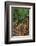 Eucalyptus Forest with Epiphytes, Great Otway National Park, Victoria, Australia-Martin Zwick-Framed Photographic Print