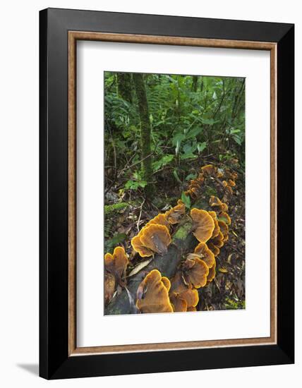 Eucalyptus Forest with Epiphytes, Great Otway National Park, Victoria, Australia-Martin Zwick-Framed Photographic Print