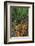 Eucalyptus Forest with Epiphytes, Great Otway National Park, Victoria, Australia-Martin Zwick-Framed Photographic Print