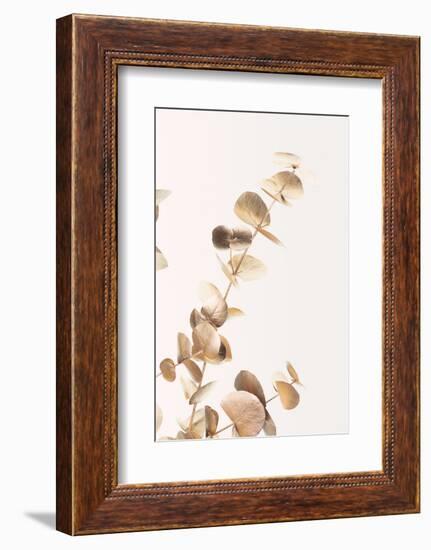 Eucalyptus Gold No 03-1x Studio III-Framed Photographic Print