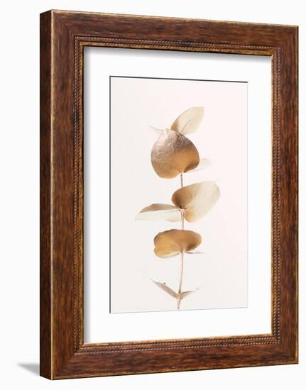 Eucalyptus Gold No 06-1x Studio III-Framed Photographic Print